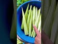 Así se hacen los TAMALES A LA OLLA más ricos del Alto Beni 🌽🧀