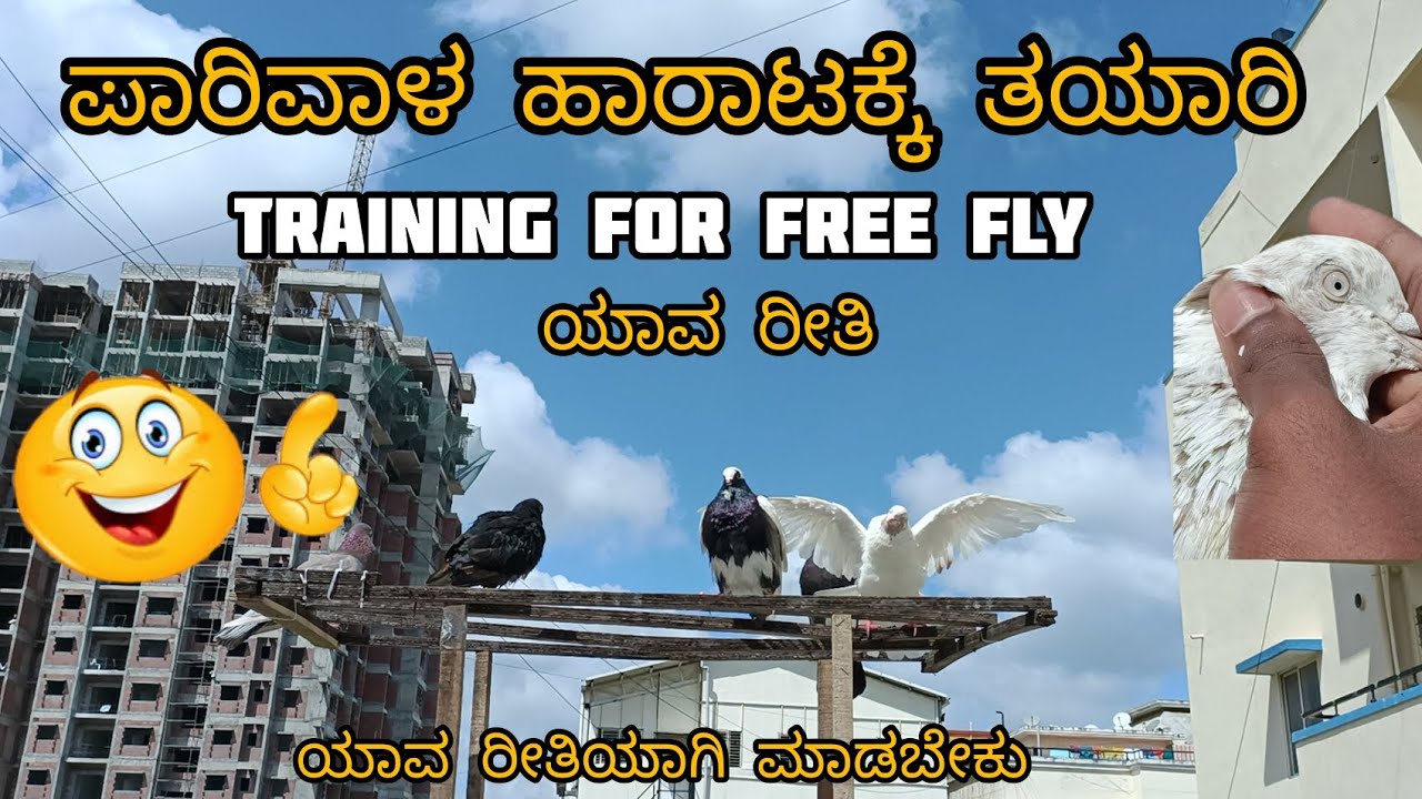 training the pigeons for free fly in kannada ||Prince loft|| ಪಾರಿವಾಳ ಹಾರಾಟಕ್ಕೆ ತಯಾರಿ 😍🕊️💥