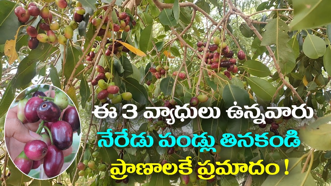 ఈ 3 వ్యాధులు ఉన్నవారు నేరేడు పండ్లు తినకండి ప్రాణాలకేప్రమాదం ! || Real ...