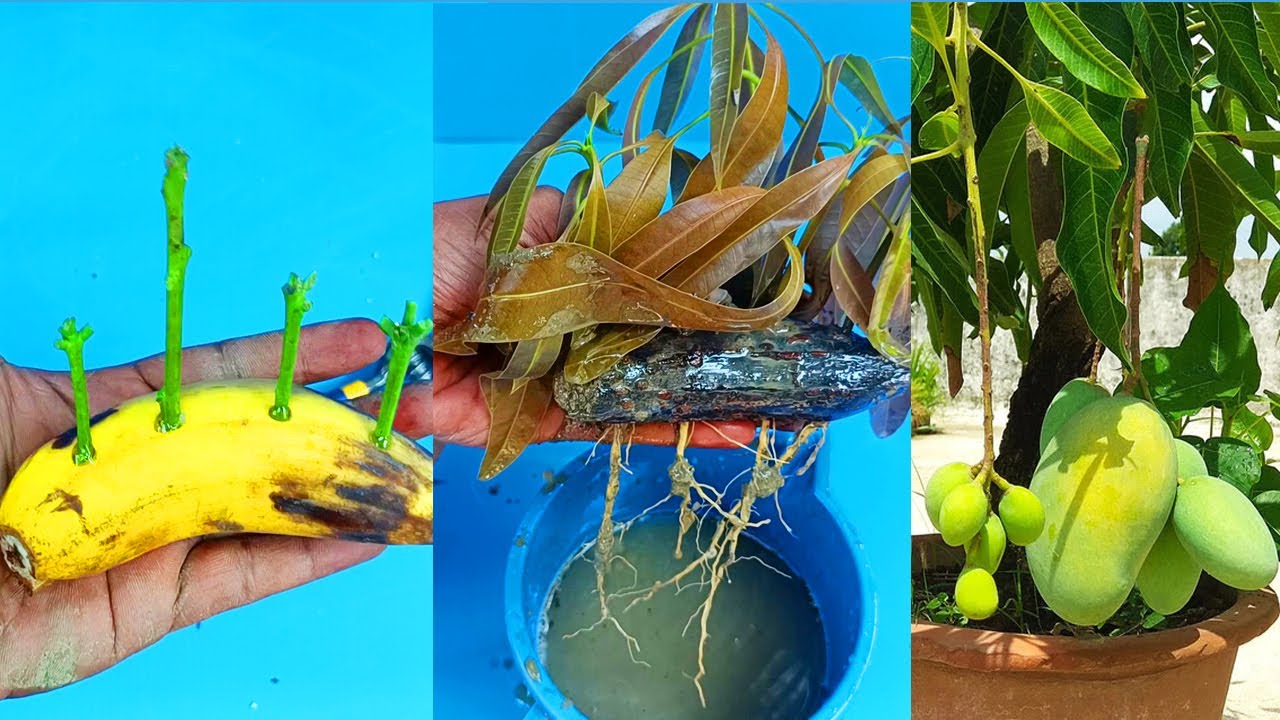 Growing Mango Tree Cutting In A Banana / Mango Propagation from Cutting / Easy Techniques YouTube