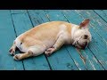 Cute is Not Enough - Funny Cats and Dogs Compilation #269