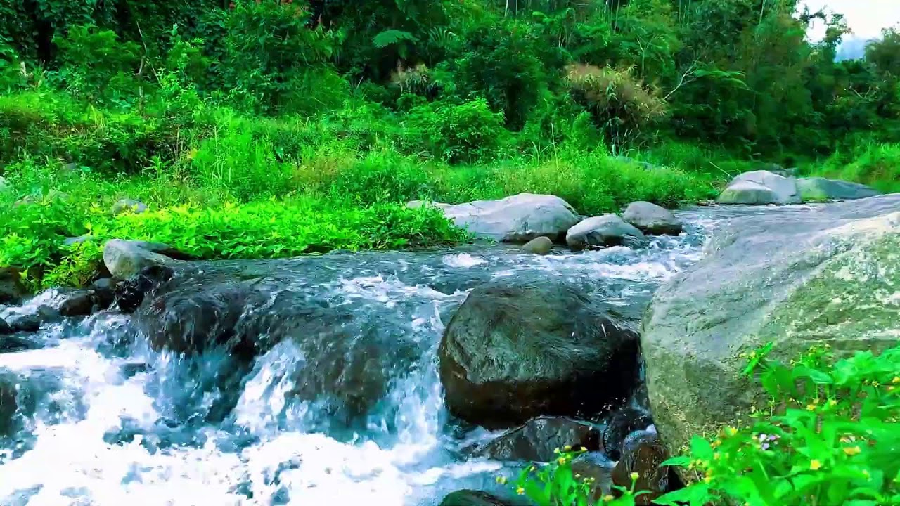 Peaceful Nature Sounds to help Productivity & Sleep