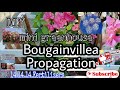 Bougainvillea Propagation #bougainvilla #Propagate #DIY