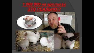 Сколько можно заработать на кроликах?