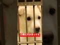 保護した時に心臓病だった犬の最期...