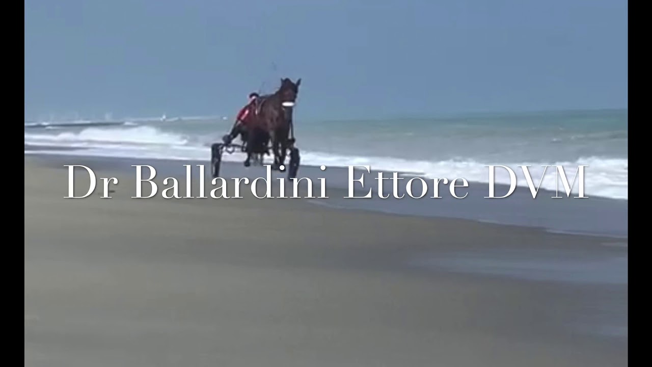 Male ai talloni nel cavallo