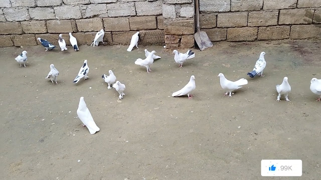 DOSTLUQ ÇEPIYANATINATINDA FÎKRƏTIN GÖYƏRÇINLƏRI 🕊️