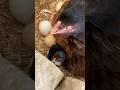 Hen is hatching today. #birds #lovebirdsfarming #villagelife #farmhouse #animallife #farming #velog