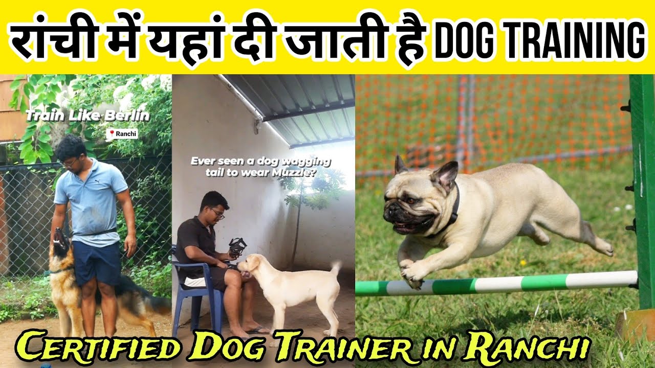 Train Your Dog with K9 Ranchi Dog Training Institute In Ranchi How train-your-dog-with-k9-ranchi-dog-training-institute-in-ranchi-how