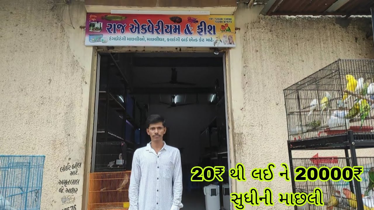 Morbi Raj Aquarium & Fish (20₹ થી લઈ ને 20000# સુધીની માછલી) #morbius #fish #aquariumhobby