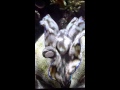 view Giant Clam digital asset number 1