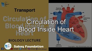 Circulation of Blood inside Heart, Biology Lecture | Sabaq.pk |