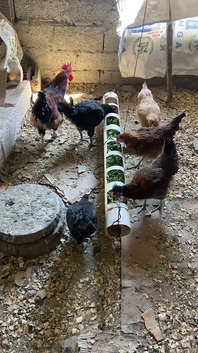 #organicchicken #chicken #chickenfarming #backyardchickens