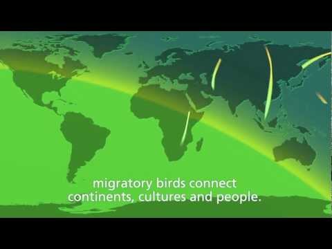 WMBD 2012 Trailer. "Migratory birds and people - together through time"