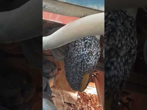 خلية نحل في الرافعه