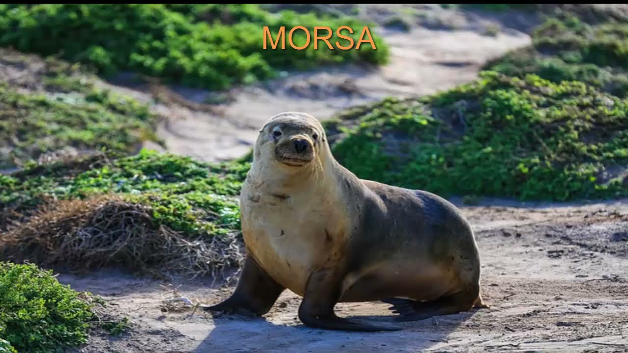 COMO SE DICE MORSA EN INGLÉS - YouTube