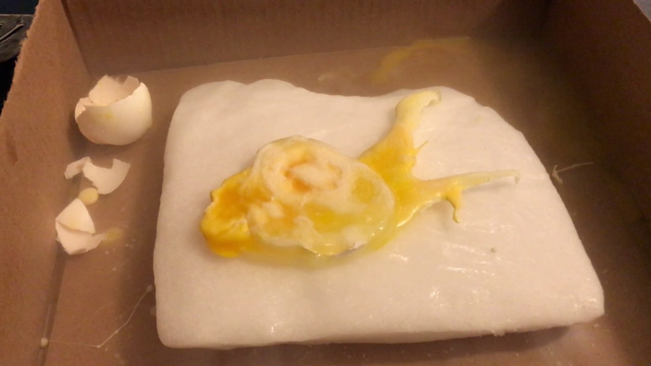 CRAZY DRY ICE VS. EGG EXPERIMENT!