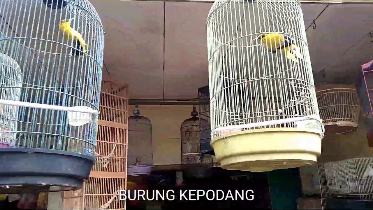 Survei Harga Kepodang Muda Hutan Pasar Tuban Youtube