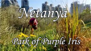 🌺Park of Purple Iris,🌸 NETANYA - The Most Beautiful City in ISRAEL and it's Nature Reserve 🌼