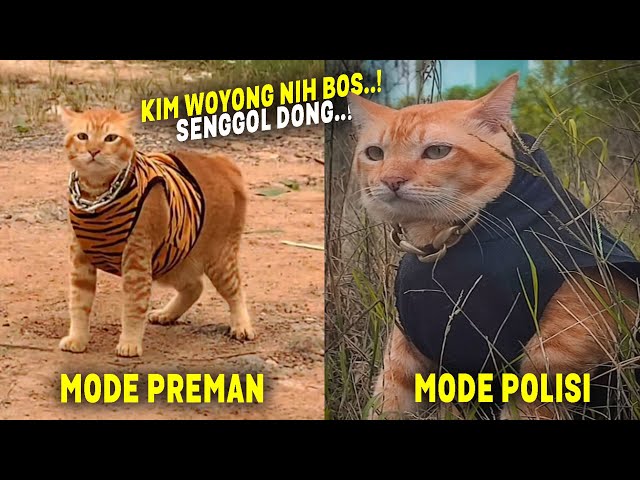 KUCING KOK MIRIP HARIMAU.! Tingkah Kocak Kim Woyong, Kucing Tiktok Yang Serem Tapi Bikin Gemes class=