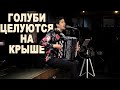 ГОЛОС НЕОБЫКНОВЕННО КРАСИВ. Зрители в восторге! Голуби целуются на крыше.