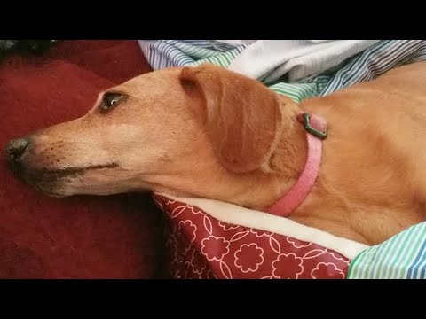 reclaimed materials atlanta Pray For My Skyla Pup