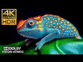 4K HDR 120FPS Dolby Vision | Ultra HD Nature &amp; Animals Demo Video (4K TV Test)