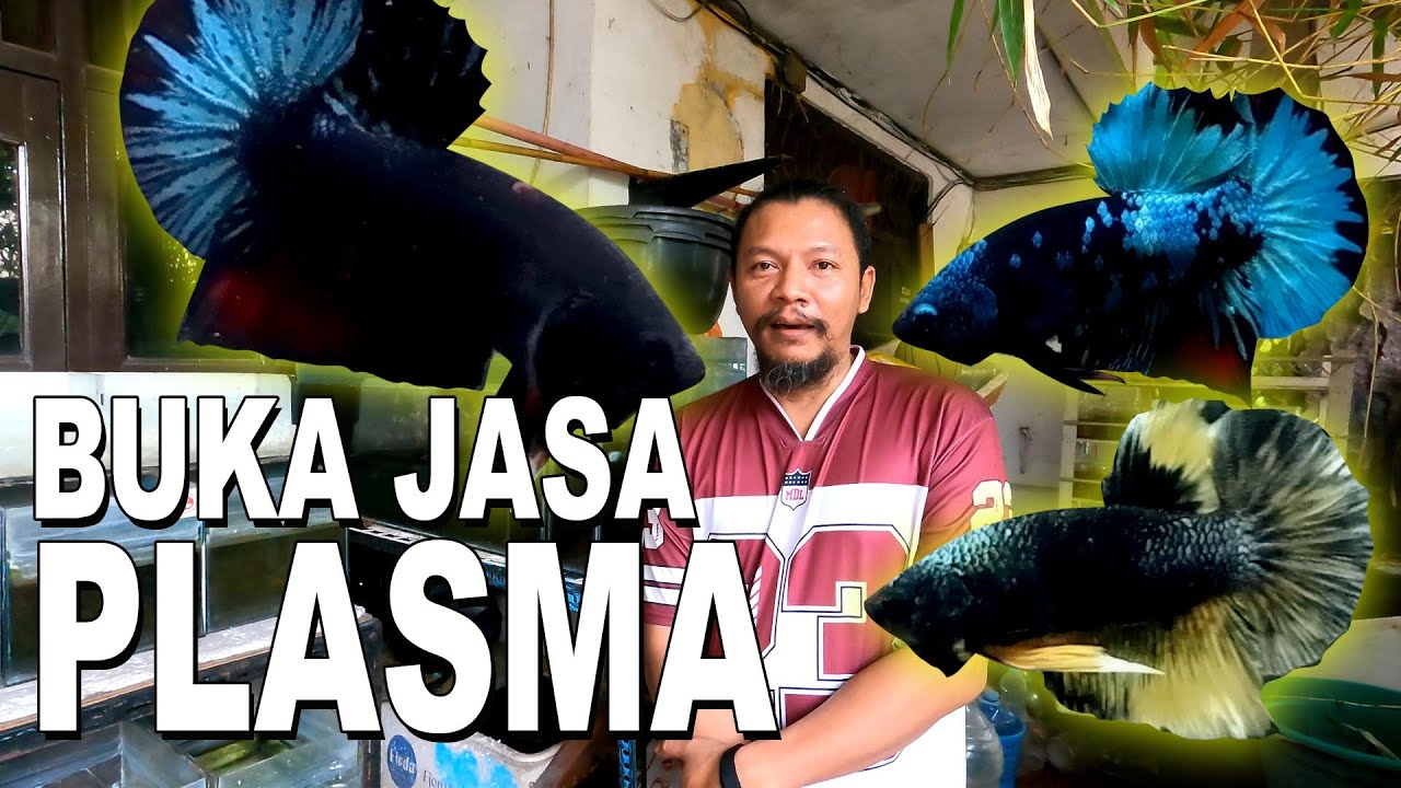 BUKA JASA PLASMA IKAN CUPANG  BANG DEWA BETTA KARAWACI