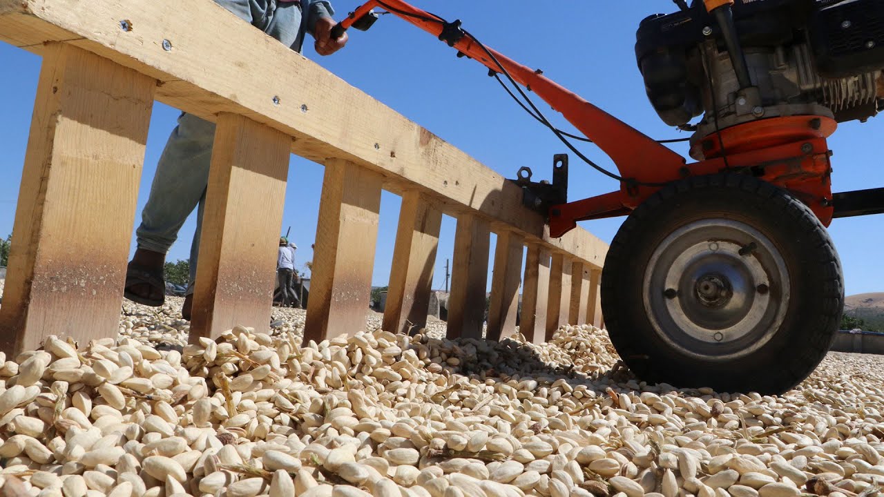 Şanlıurfa’da boz fıstık hasadı sürüyor
