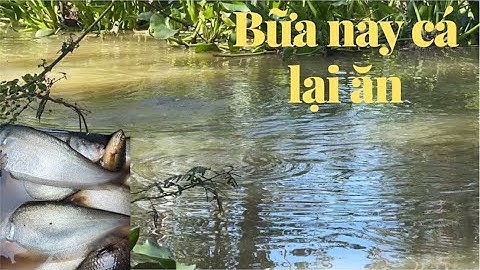 Bữa Nai trúng cá thác lác ở con kinh nầy nữa rồi cả nhà ơi lên cá đã tay luôn mọi người
