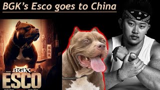 Dangerous Dog Story! Shipping the Largest XL American Bully to China!