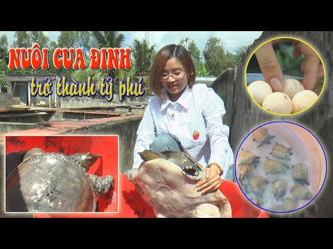 Video Mô hình nuôi cua đinh trở thành tỷ phú - youtube