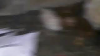 Jattends du bruit dans mon poulailler screenshot 5