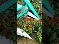 The process of removing wild plants using modern agricultural tools #shorts