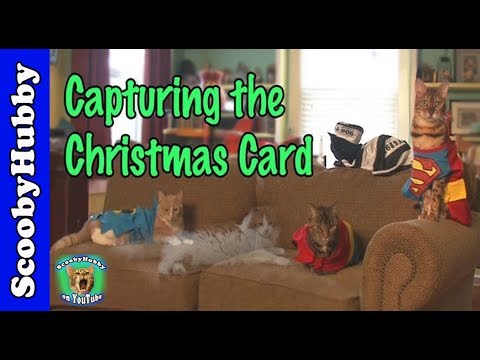 capturing-the-christmas-card----cat-clips-#234