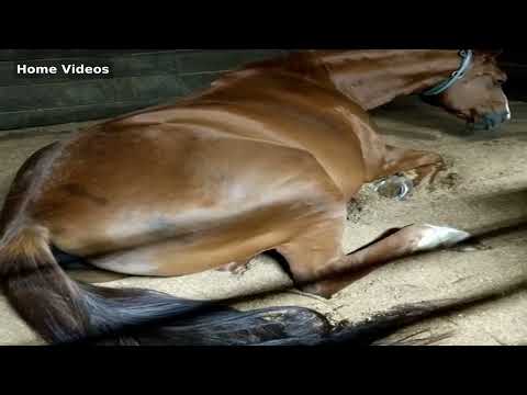 Home Videos - Horse Fart  Nr.15