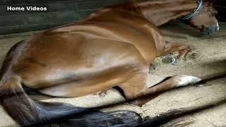 Home Videos - Horse Fart Nr.15