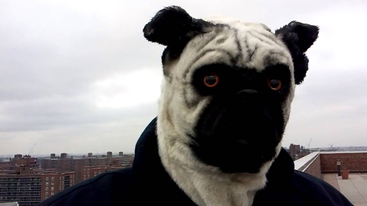 ThinkGeek Pug Mask On The Terrace