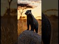 The Animal Even Lions Fear 🦁#documentary #wildlife #bbcearth #animals #viral #wildlifedocumentary