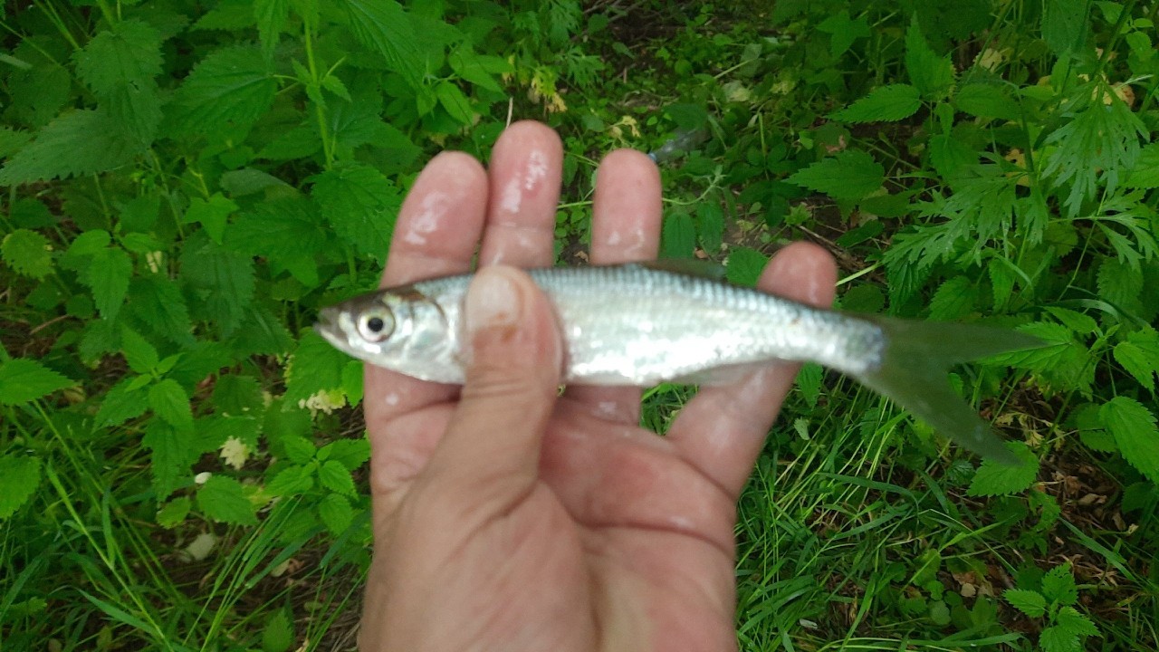 БОБЫШКИ.  УКЛЕЙКА.  ХЕРАБУНАЩУК) Рыбалка 17