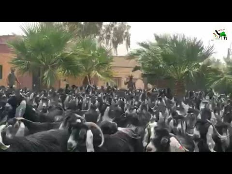 ماعز عارضي للبيع صنف فااخره عدد 300 راس مضاريع ودفيع الفاصيل تم البيع