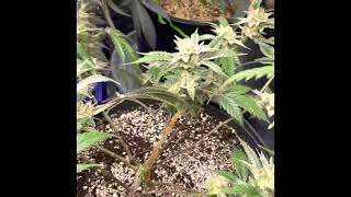 Grow update day 58 of flower         #indoorgrow #led #grow