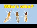 How to Identify Termite Species.  Don&#39;t get it wrong!