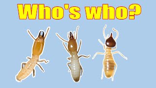 How to Identify Termite Species.  Don't get it wrong!