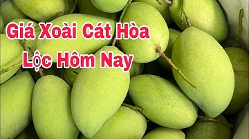 Giá Xoài Cát Hòa Lộc Hôm Nay | VTK.CHANNEL