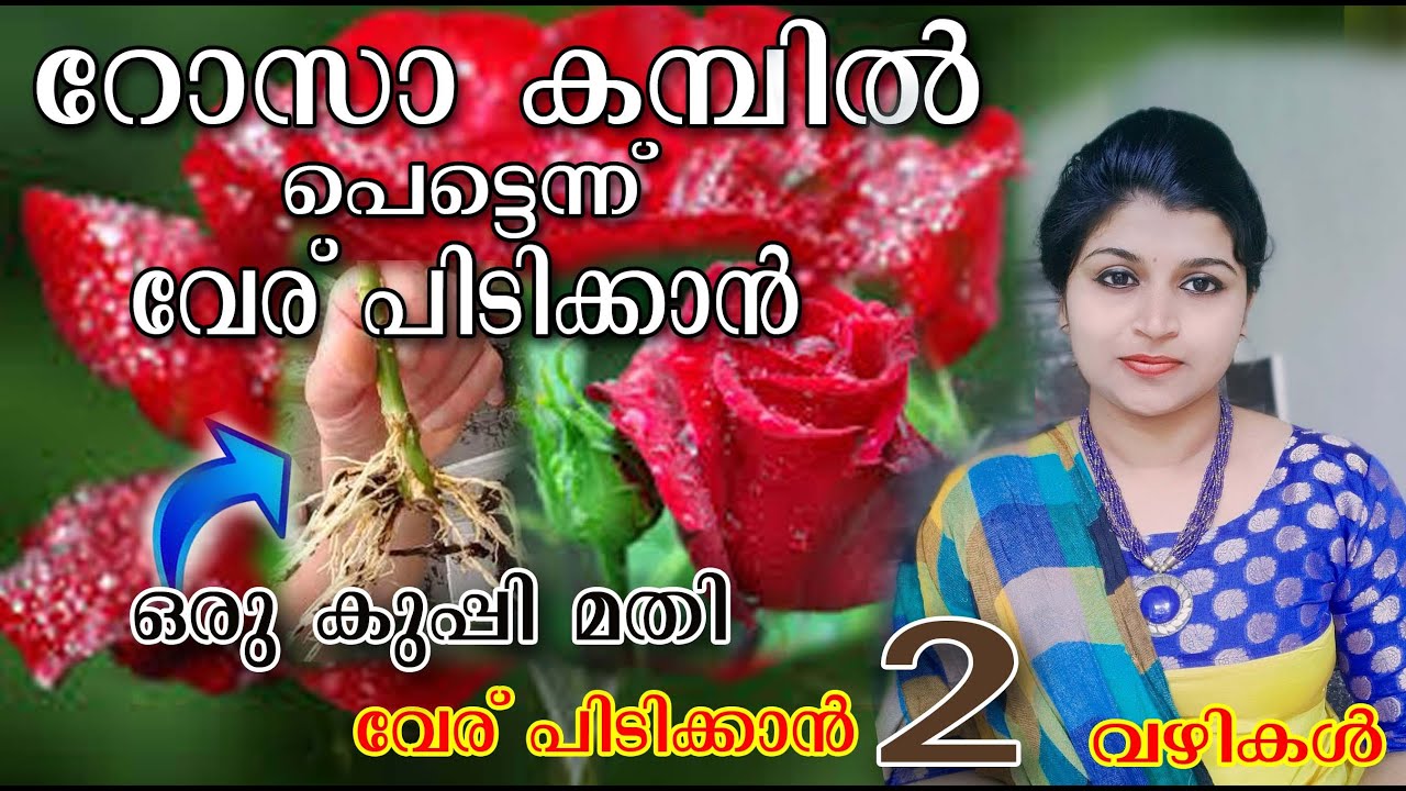 റോസാ കമ്പിൽ പെട്ടെന്ന് വേര് പിടിക്കാൻ ഒരു കുപ്പി മതി/Malayalam/poppy vlogs