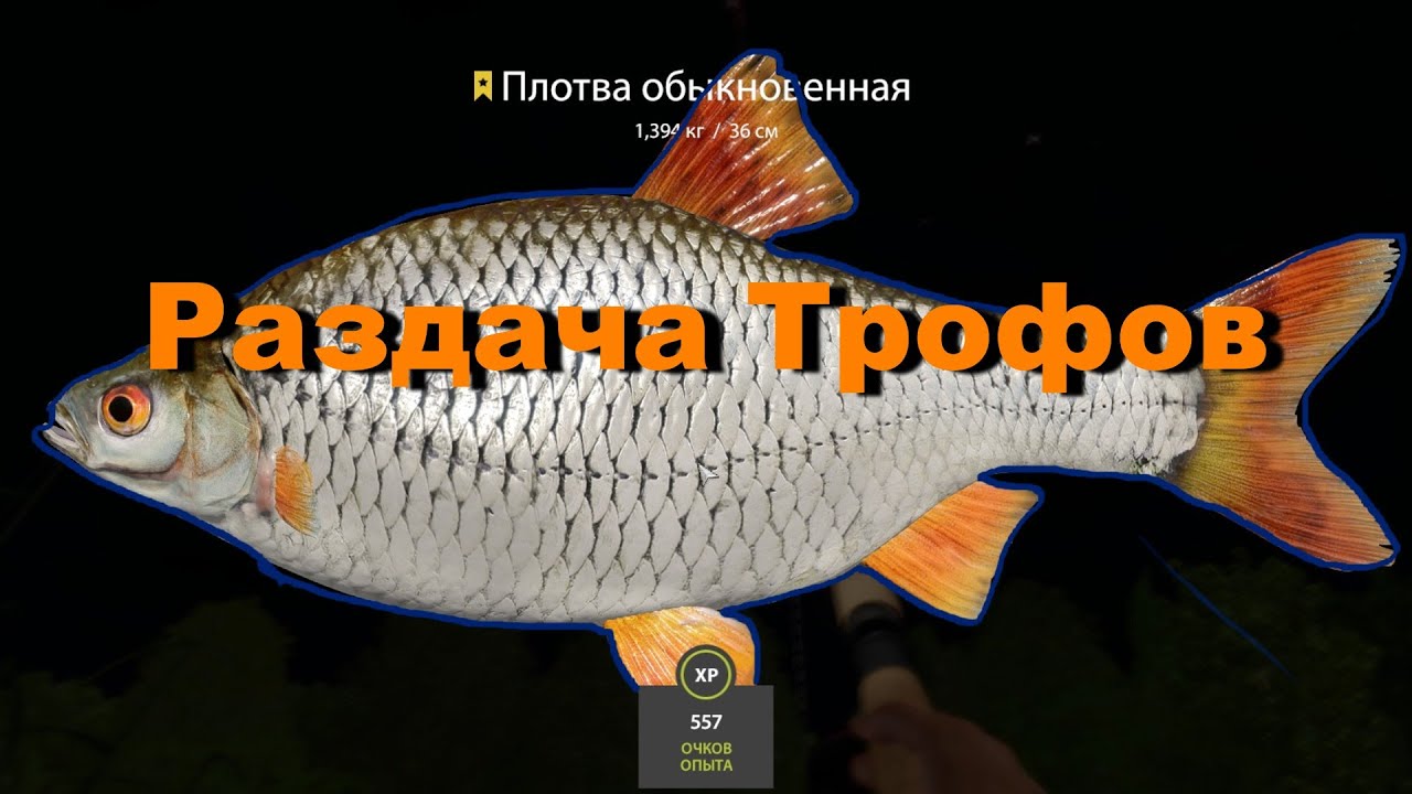 Трофейная плотва. Плотва. синяя плотва. сура рр4.