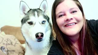 Lunatic the Husky 2018 Update! by Lunatic the Husky and April 1,383 views 5 years ago 6 minutes, 27 seconds