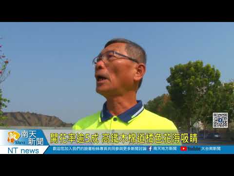 開花率逾5成 高鐵木棉道橘色花海吸睛20210309