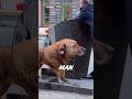Thirsty Dog… One Man Helped.#animals #shorts